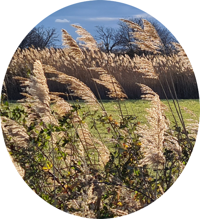 roseaux cistels 2 rond.png