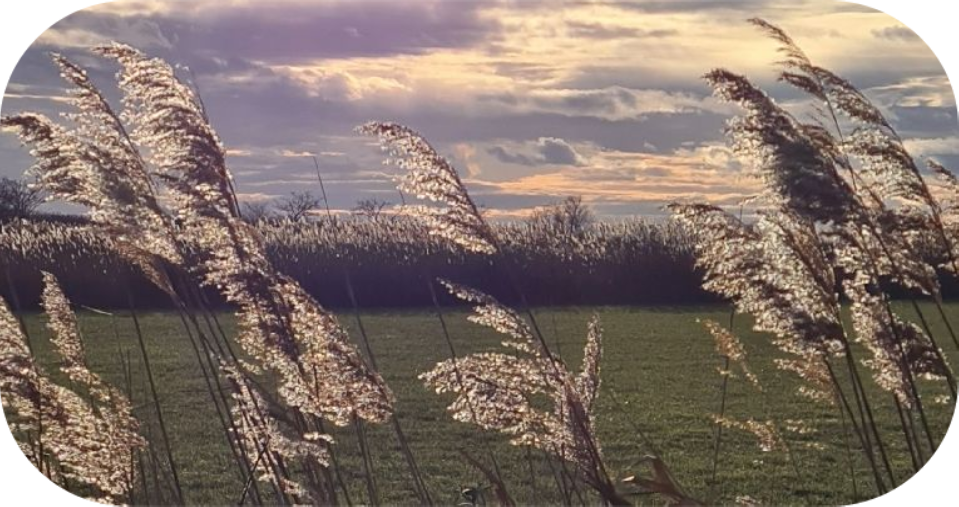 E-mail: napovillers@gmail.com?subject=Cisternet